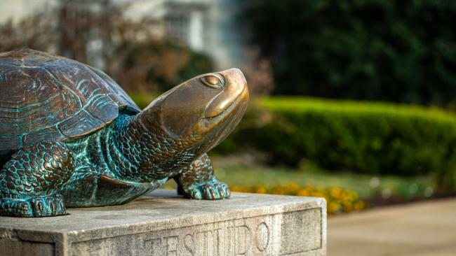 UMD mascot Testudo